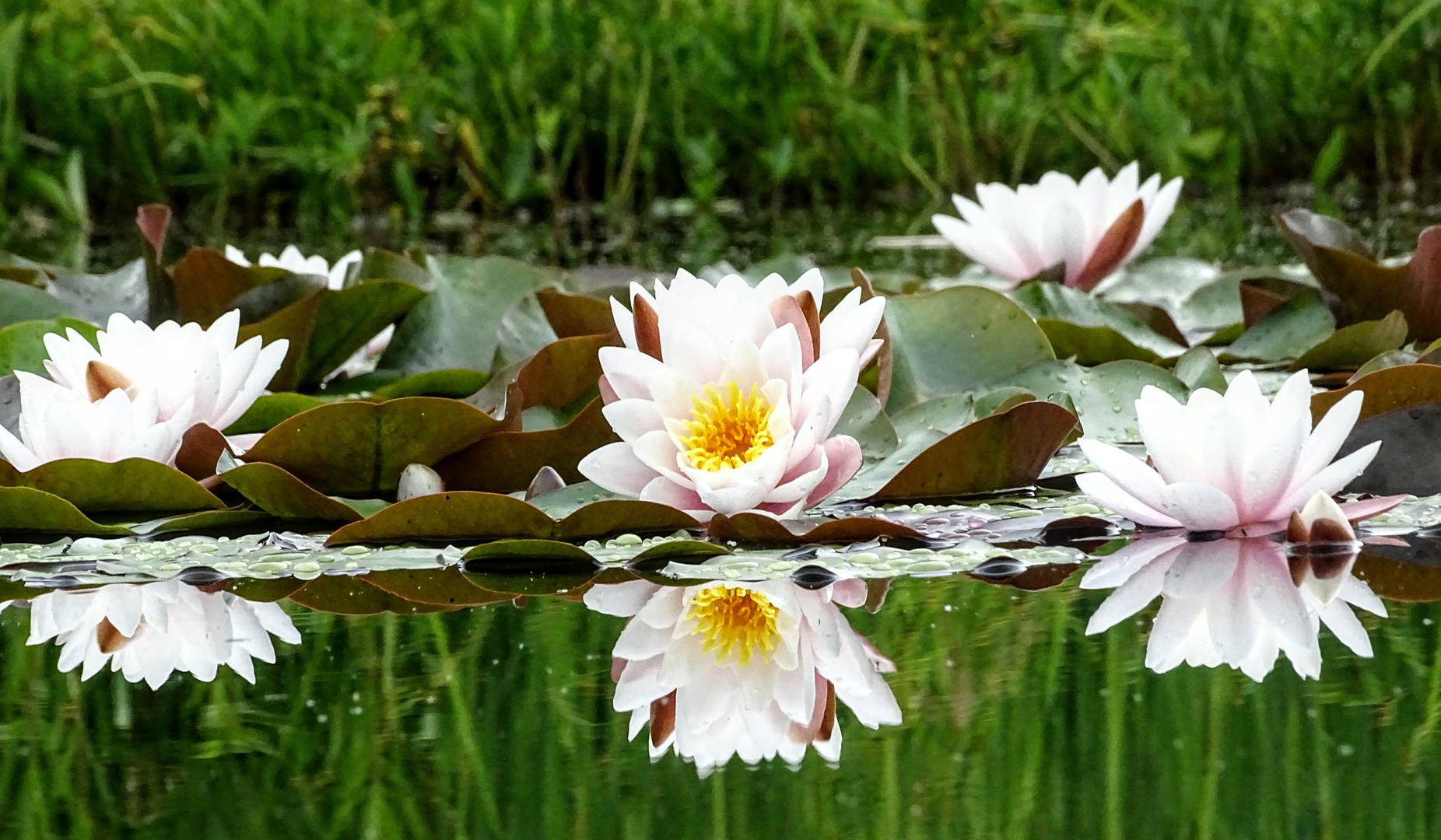 Seerosen im Spiegelbild 