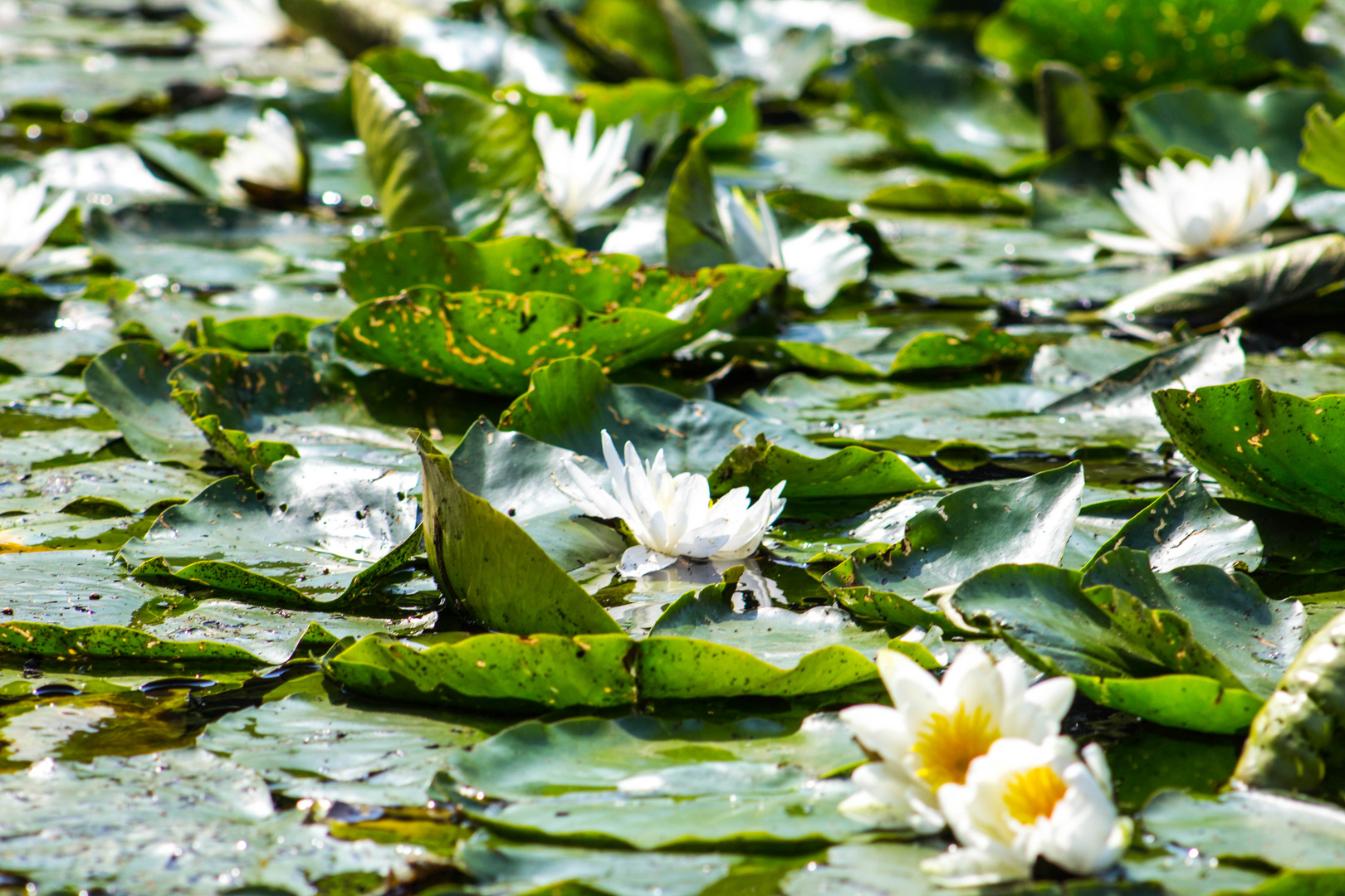 Seerosen im Spreewald