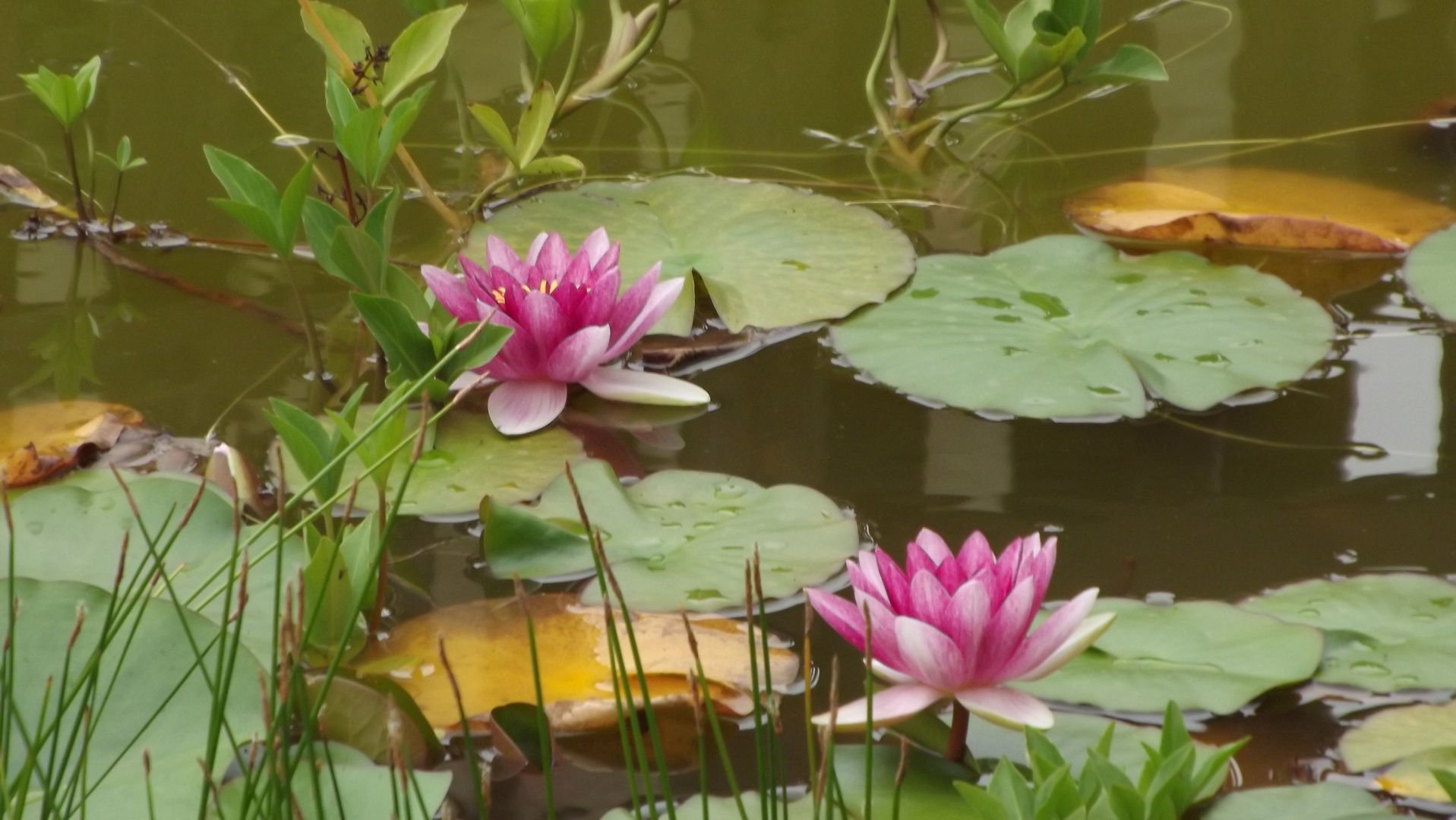 seerosen im teich Foto & Bild pflanzen, pilze & flechten, blüten