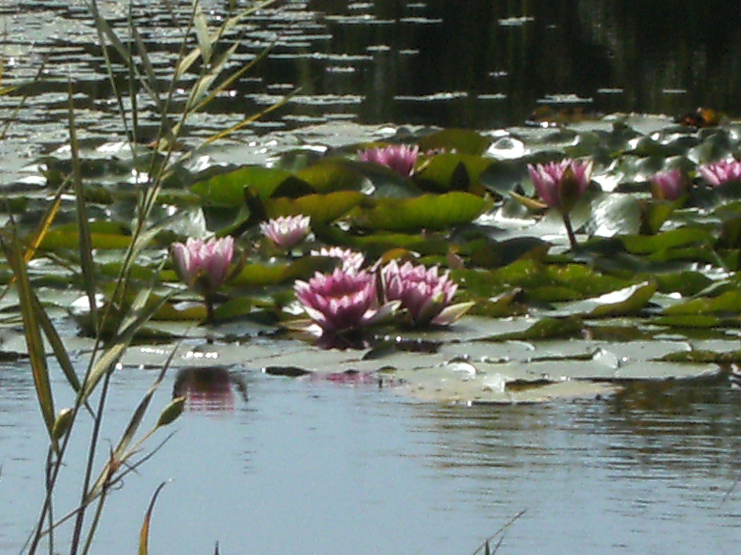 Seerosen im Teich