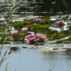 Seerosen im Teich