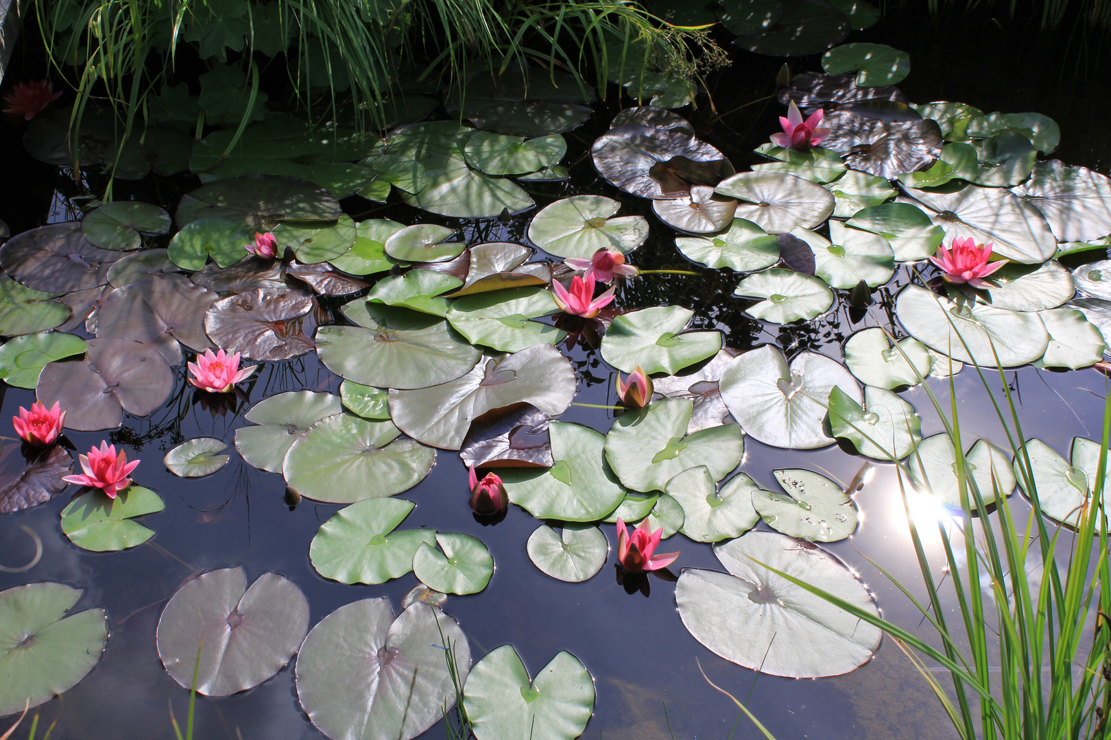 Seerosen im Teich