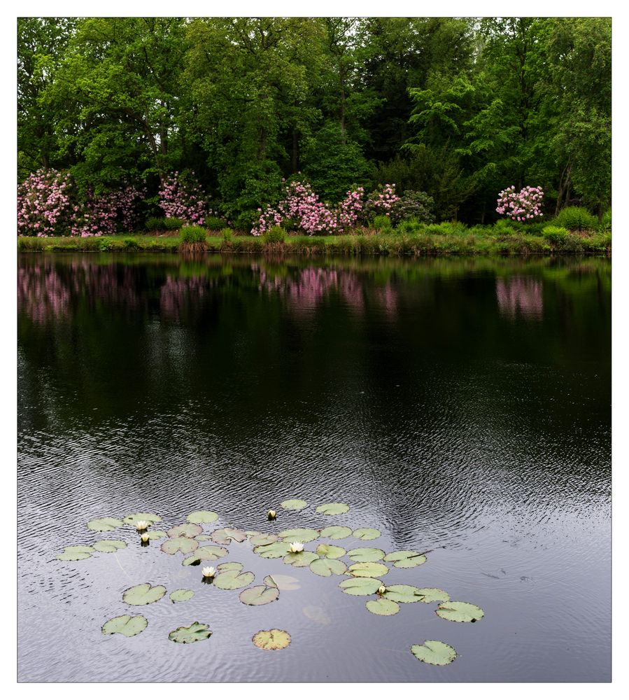 Seerosen im Teich