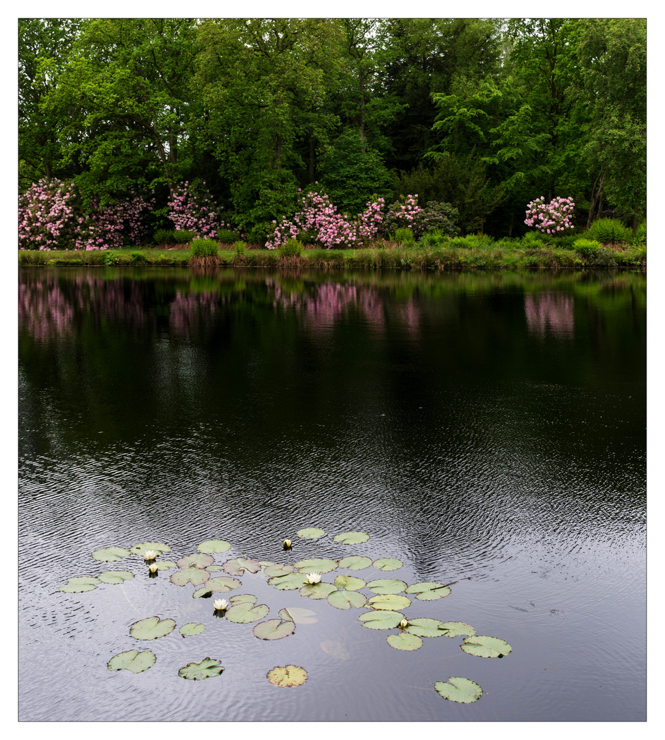 Seerosen im Teich Foto & Bild deutschland, europe, niedersachsen