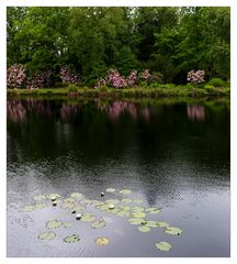 Seerosen im Teich