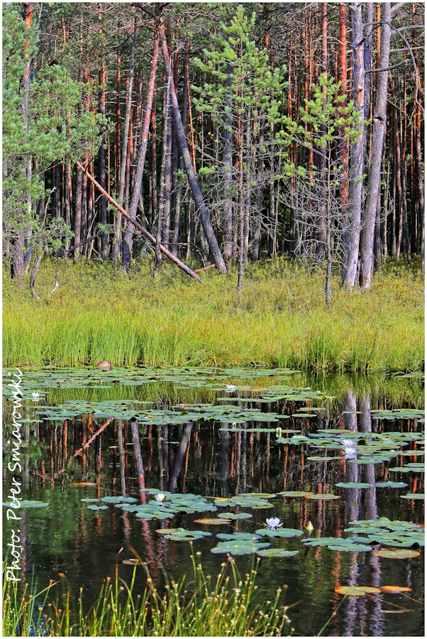 Seerosen im Waldteich