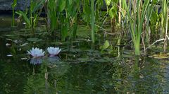 Seerosen im Wasserspiegel