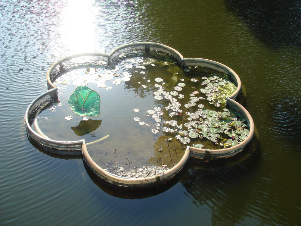 Seerosen im Yu Garden (Shanghai)