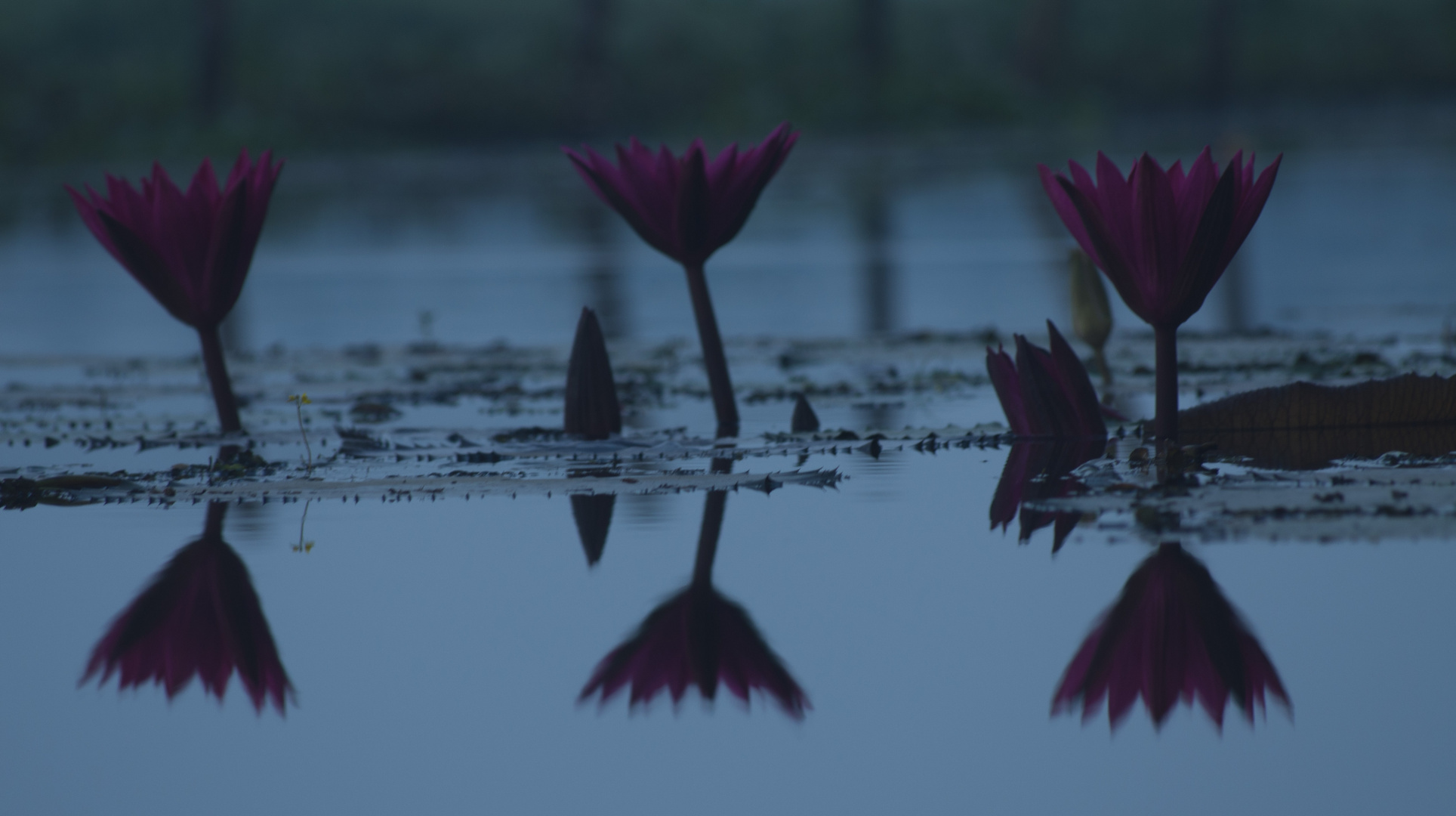 Seerosen in der blauen Phase, Vembanadu Lake, Indien