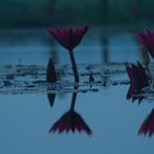 Seerosen in der blauen Phase, Vembanadu Lake, Indien