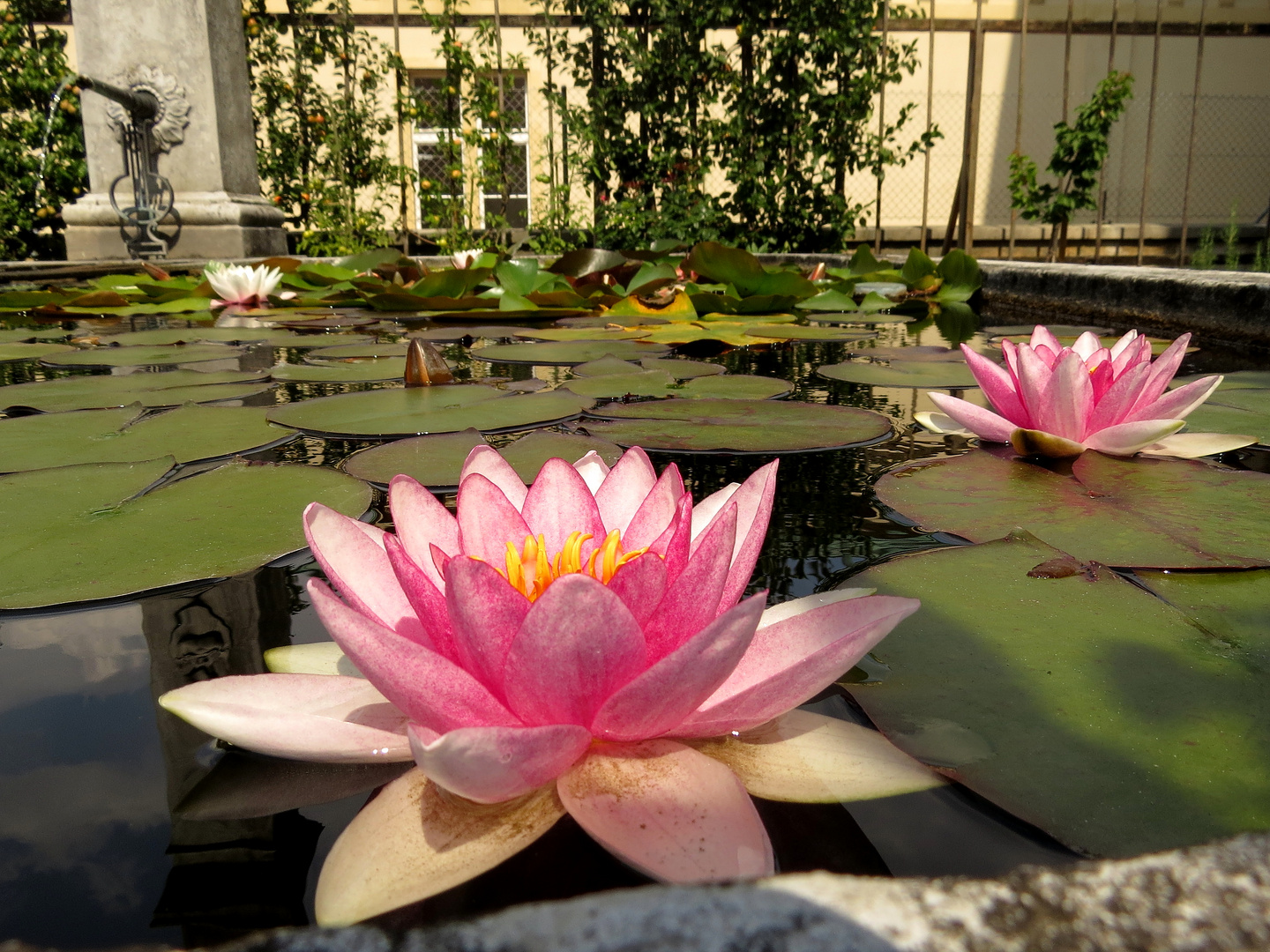 Seerosen in einem Brunnen