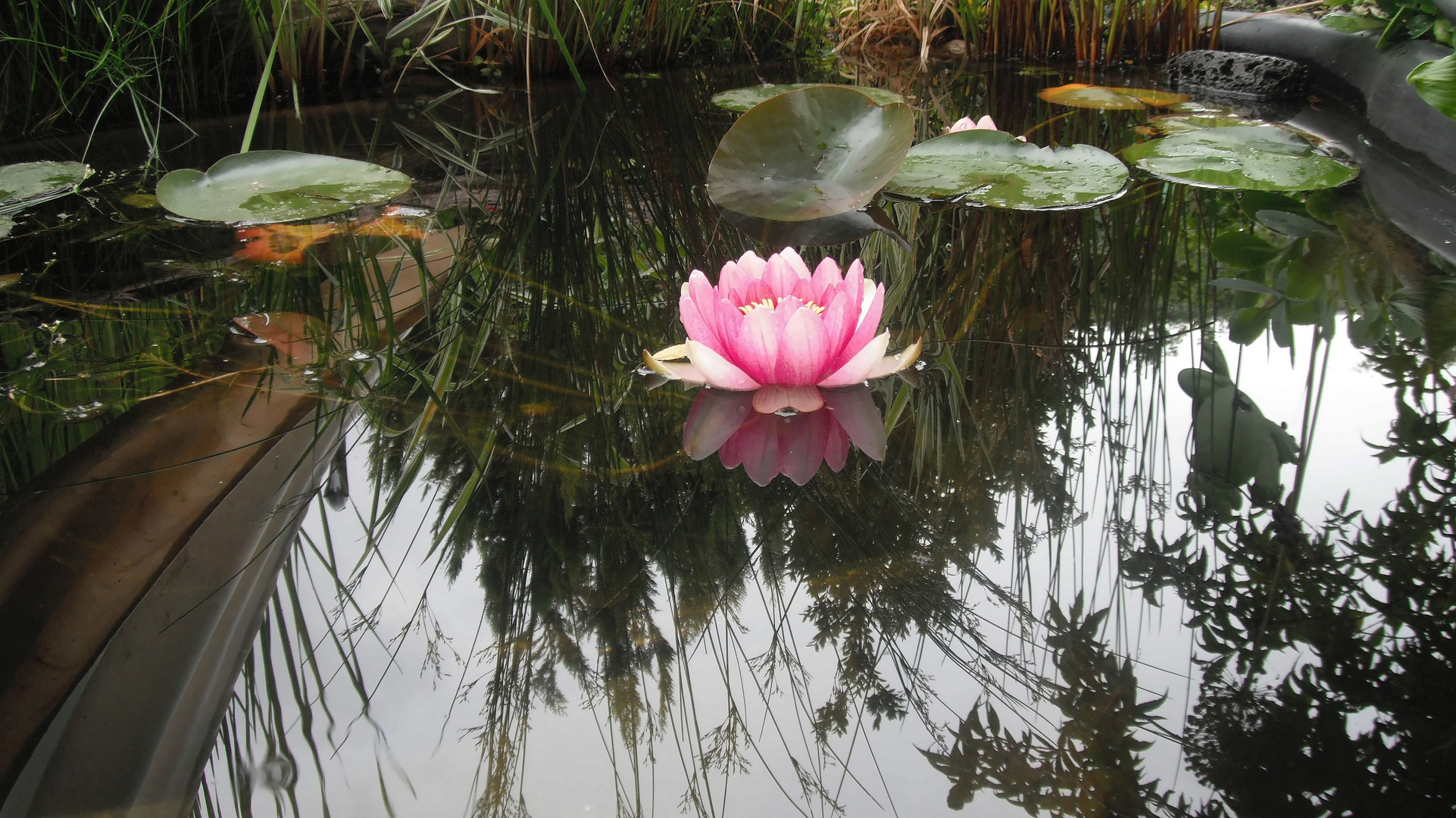 Seerosen in meinem Gartenteich