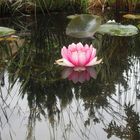 Seerosen in meinem Gartenteich