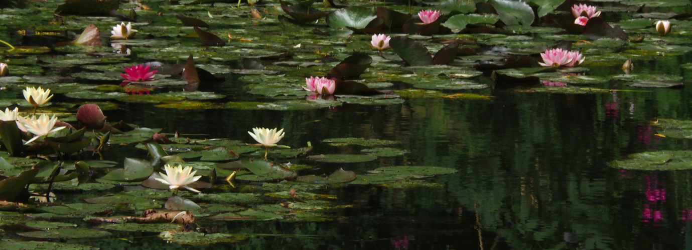 Seerosen in Monets Garten