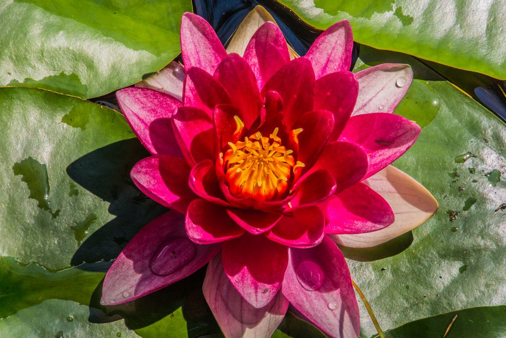 Seerosen in unserem Gartenteich I Foto & Bild pflanzen, pilze