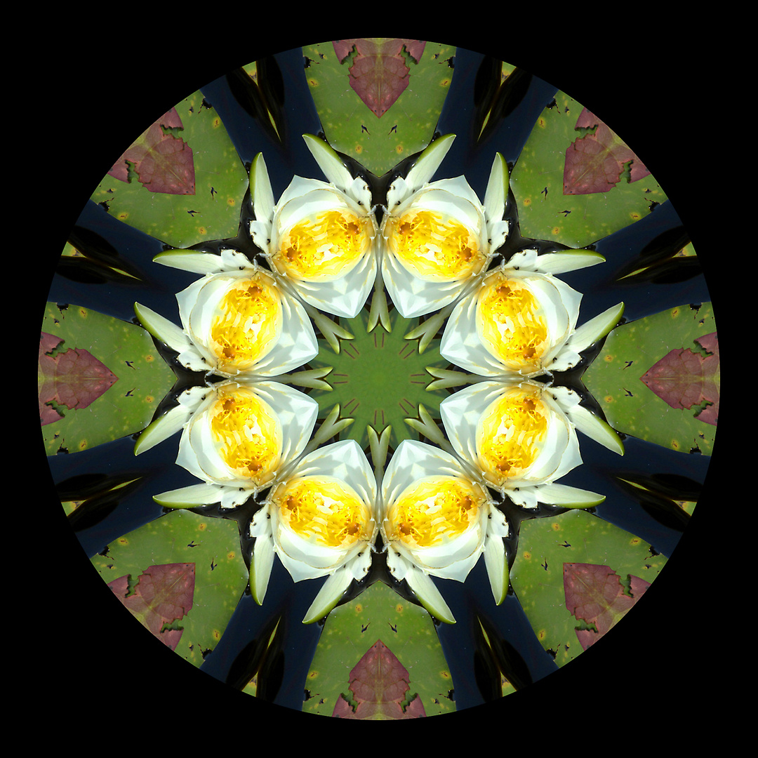 Seerosen-Kaleidoskop