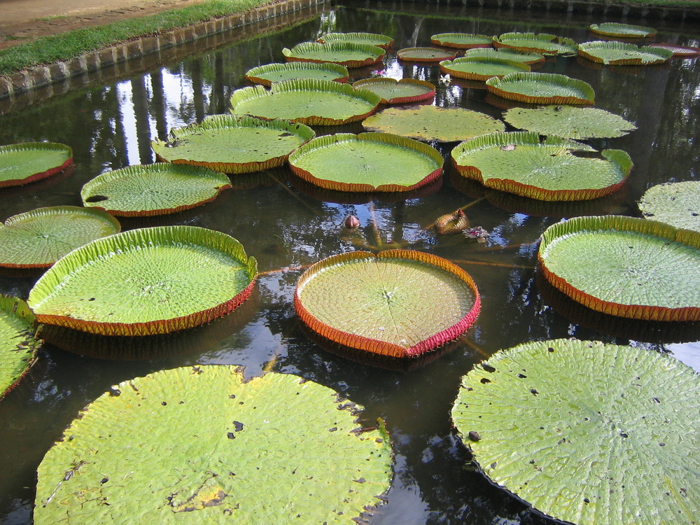 Seerosen- Mauritius- Botanische Garten