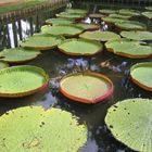 Seerosen- Mauritius- Botanische Garten