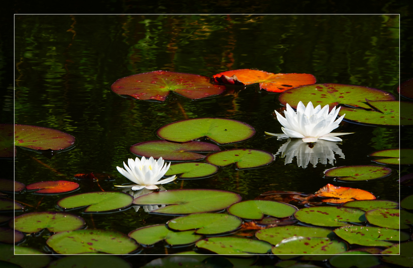 Seerosen mit Spiegelungen