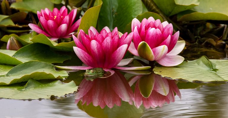 Seerosen mit Teichfrosch