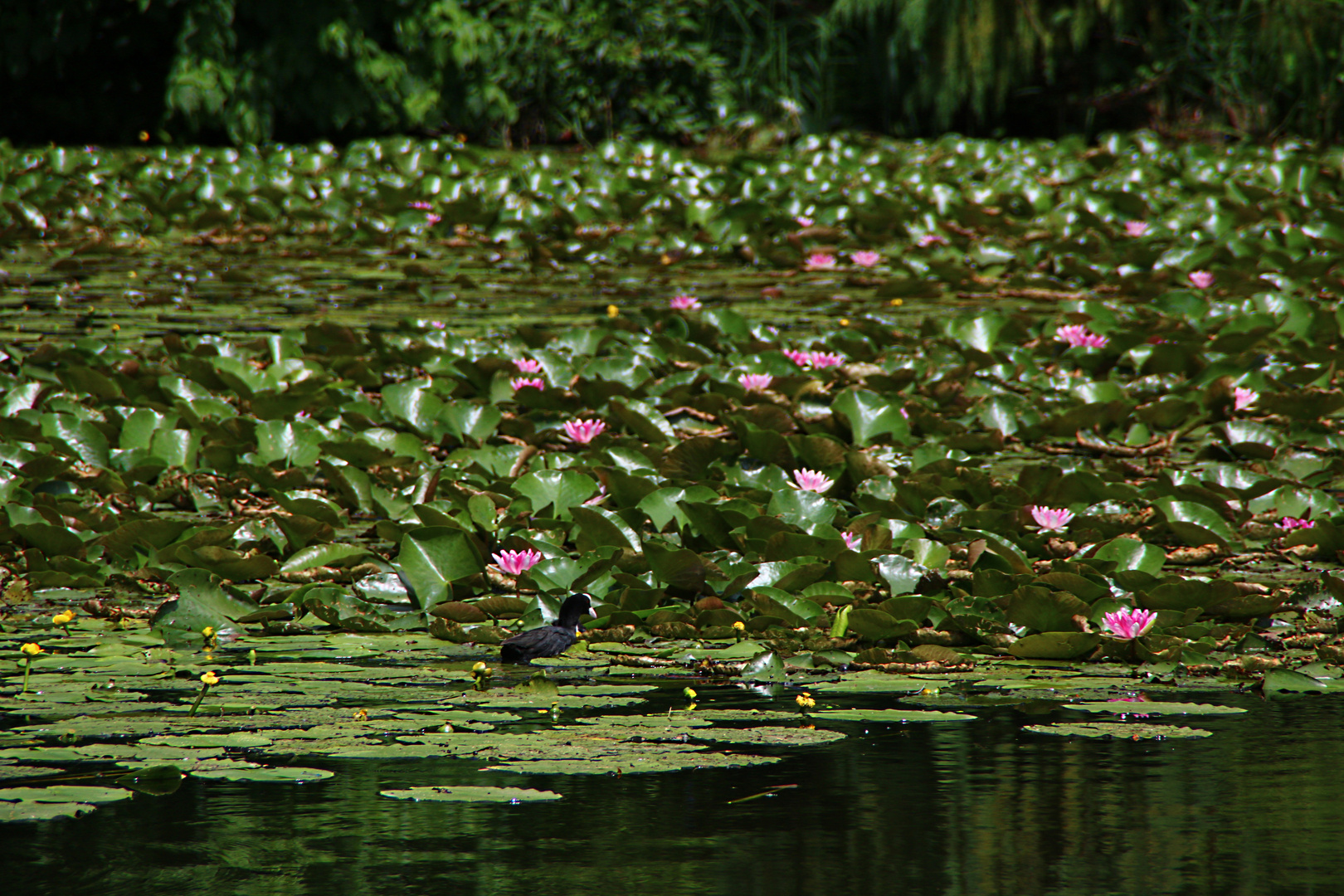 Seerosen, Nymphen... im Park Schloss Dennenlohe