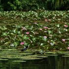 Seerosen, Nymphen... im Park Schloss Dennenlohe