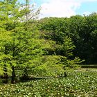 Seerosen, Nymphen... im Park Schloss Dennenlohe