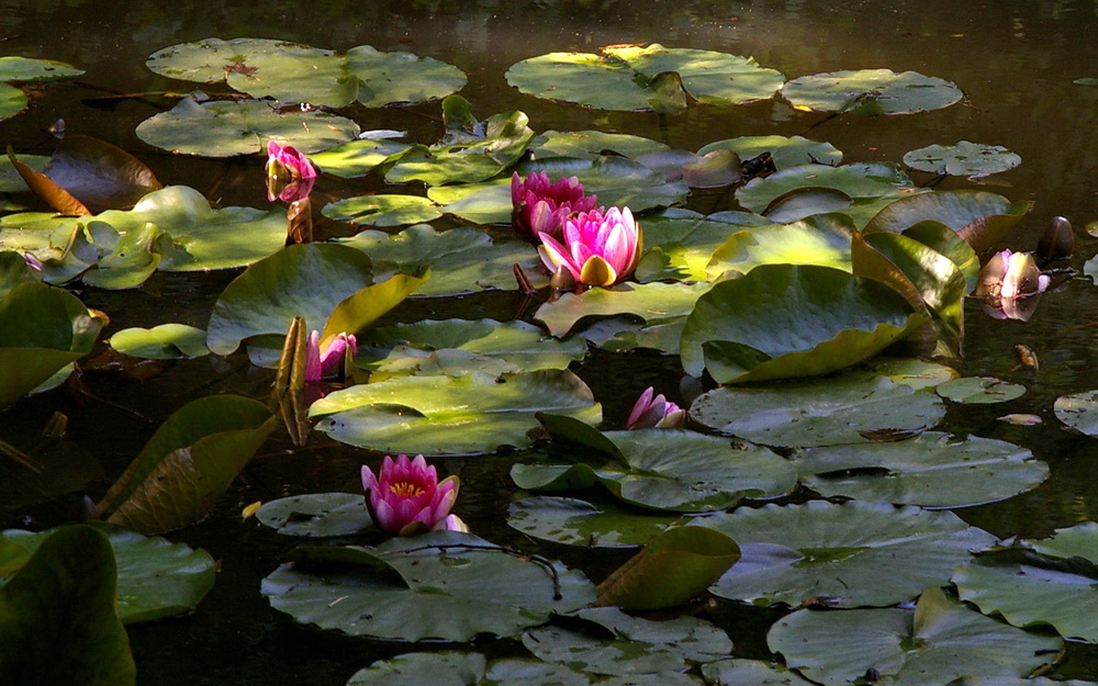 Seerosen-Teich