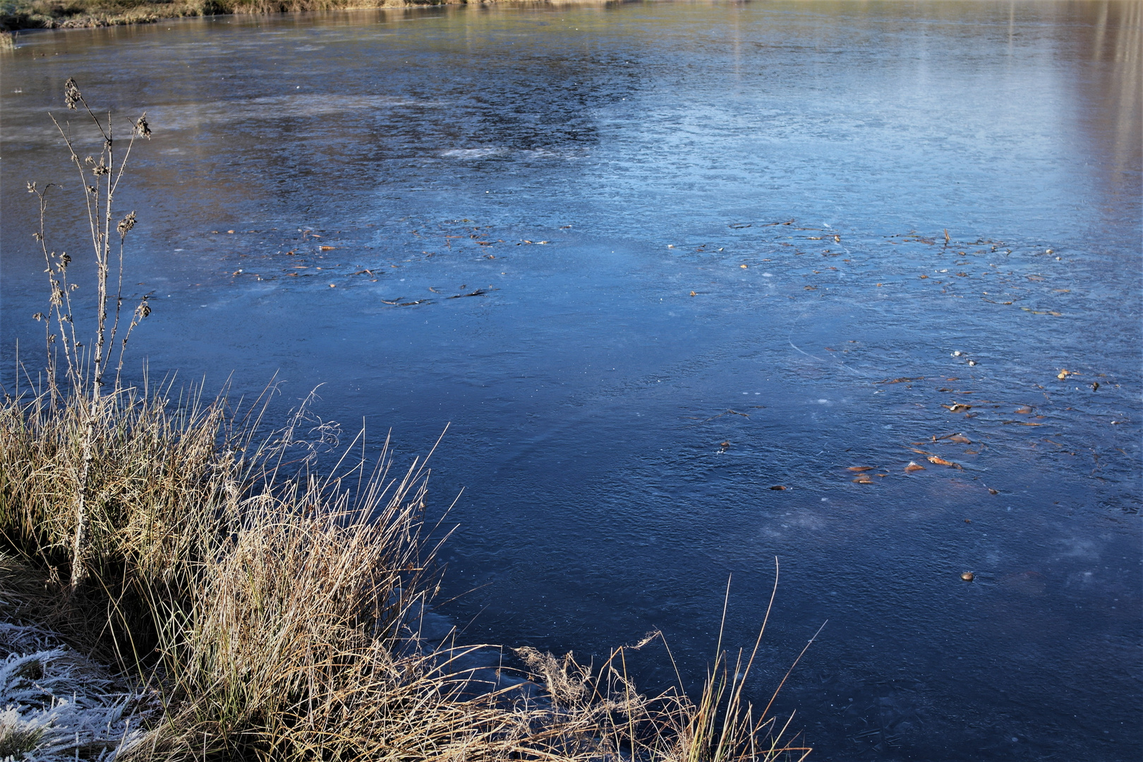 Seerosen tiefgefroren im Winterschlaf :-)