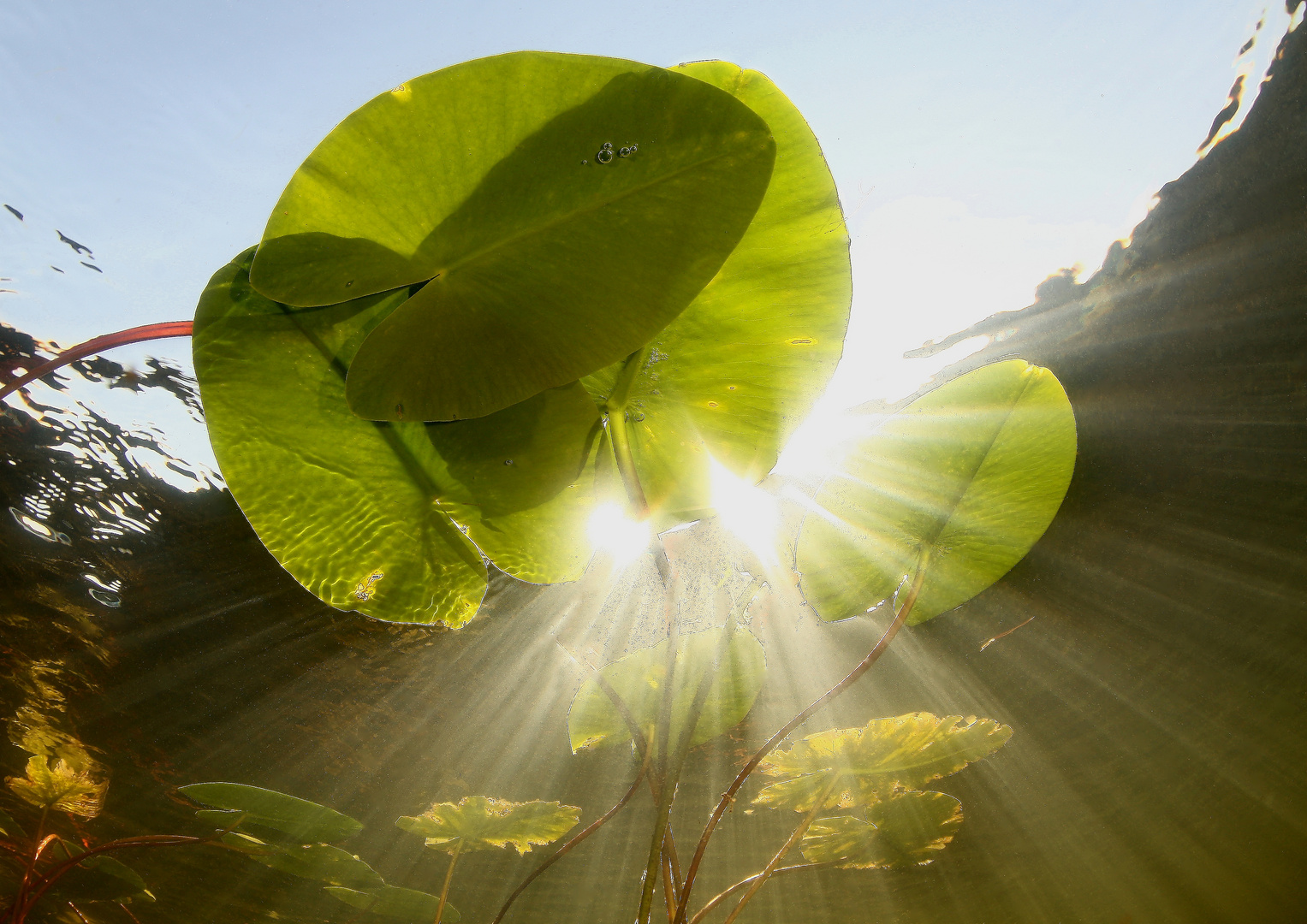 Seerosen u. Sonne