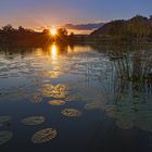 Seerosen und Sonnenuntergang