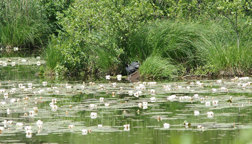 Seerosen-Weiher