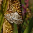 Seerosen-Zünsler (Elophila nymphaeata)