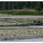 Seerosen, zwei Angler und jede Menge grün