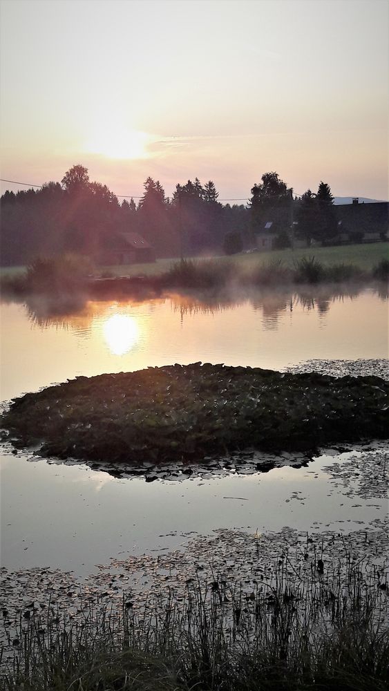 Seerosenbeleuchtung  im Nebeldunst 24.8.2019