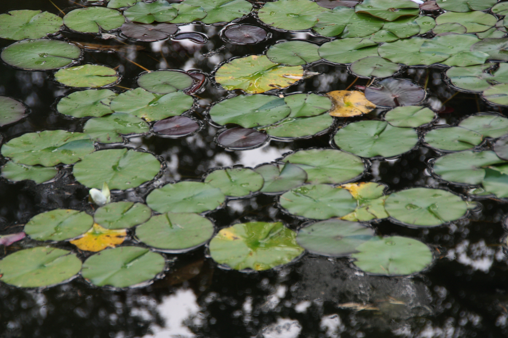 Seerosenblätter Foto & Bild natur, see, pflanzen Bilder auf