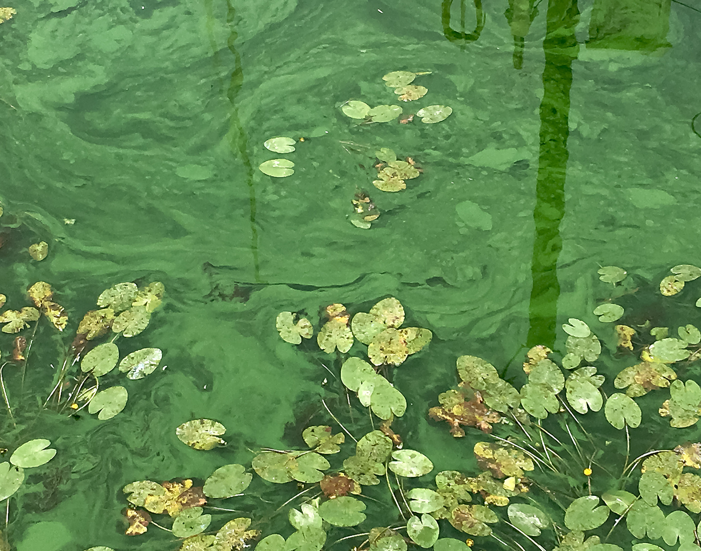 Seerosenblätter im Hafenbecken Foto & Bild teich, see, pflanzen