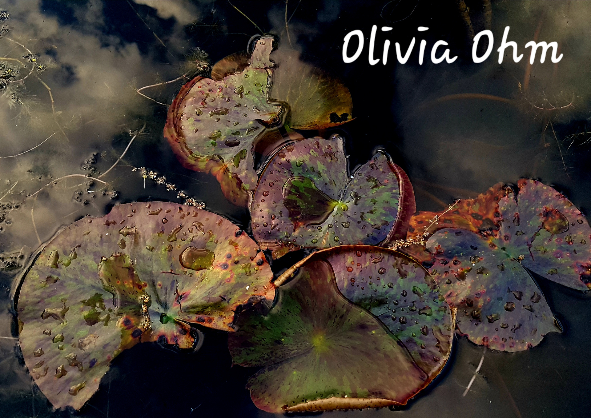 Seerosenblätter im Tarnmodus