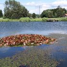 Seerosenblätter,dazwischen dezent ihre Blüten -alles im heftigen Wind