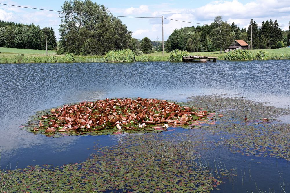 Seerosenblätter,dazwischen dezent ihre Blüten -alles im heftigen Wind