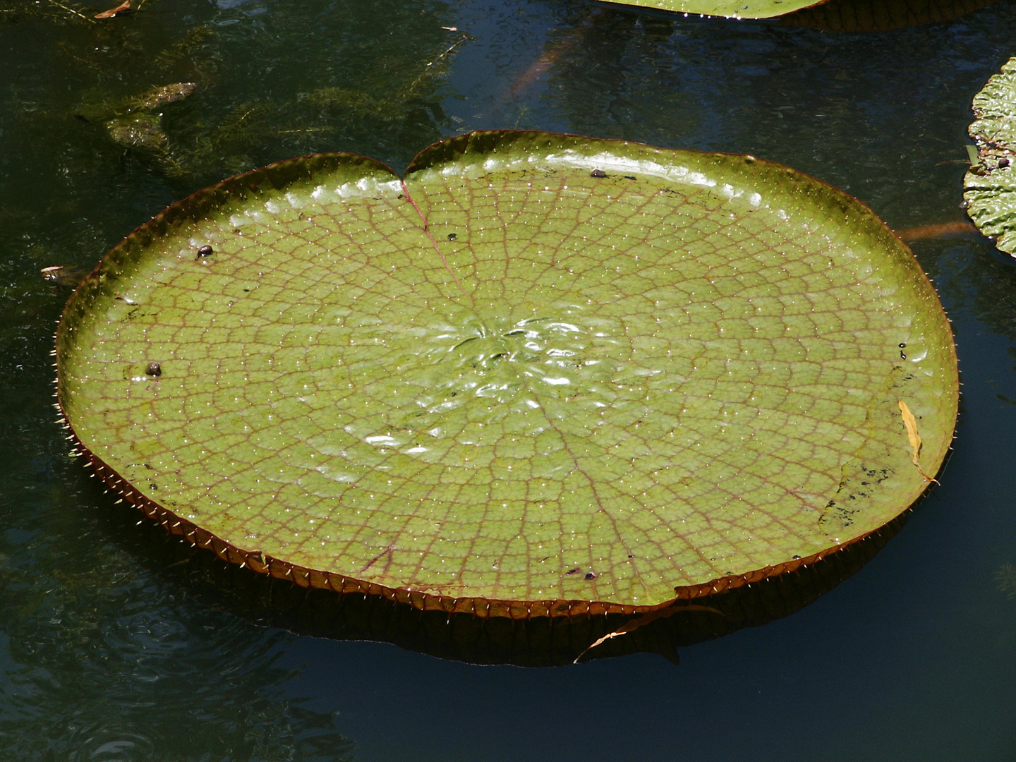 Seerosenblatt im Botanischen Garten