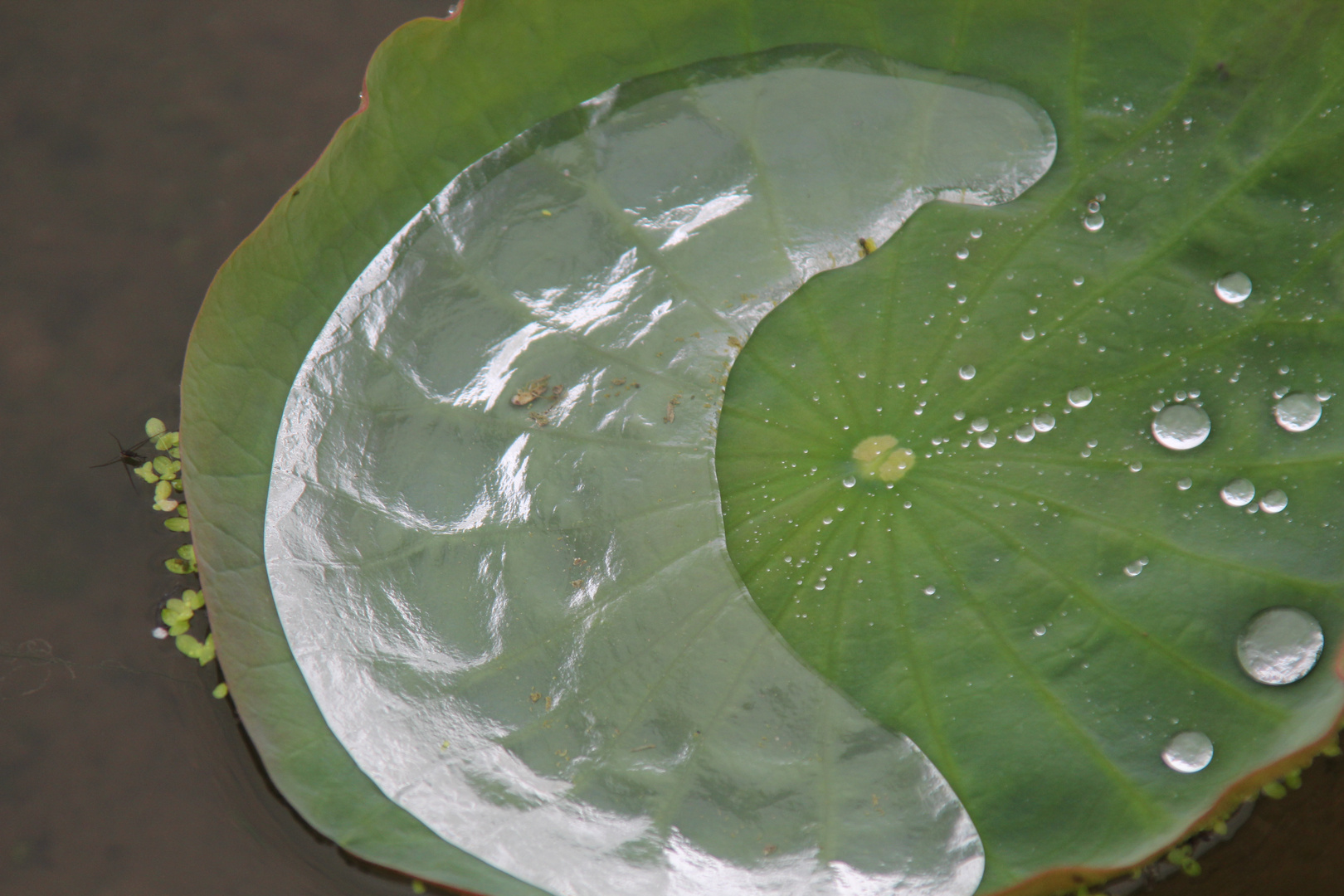 Seerosenblatt im Regen