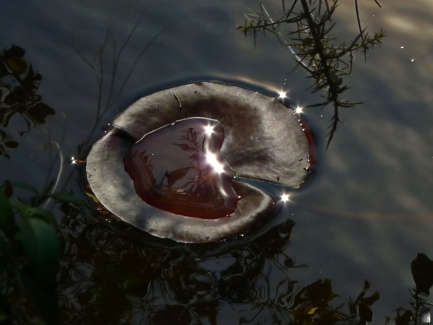 Seerosenblatt im Sonnenlicht