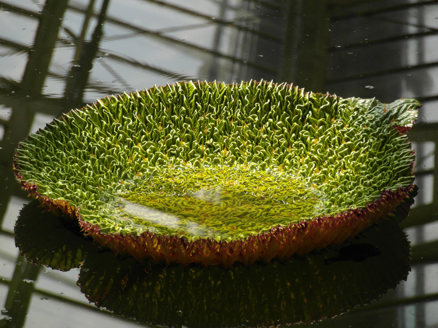 Seerosenblatt mit Schatten des Gewächshausdachs