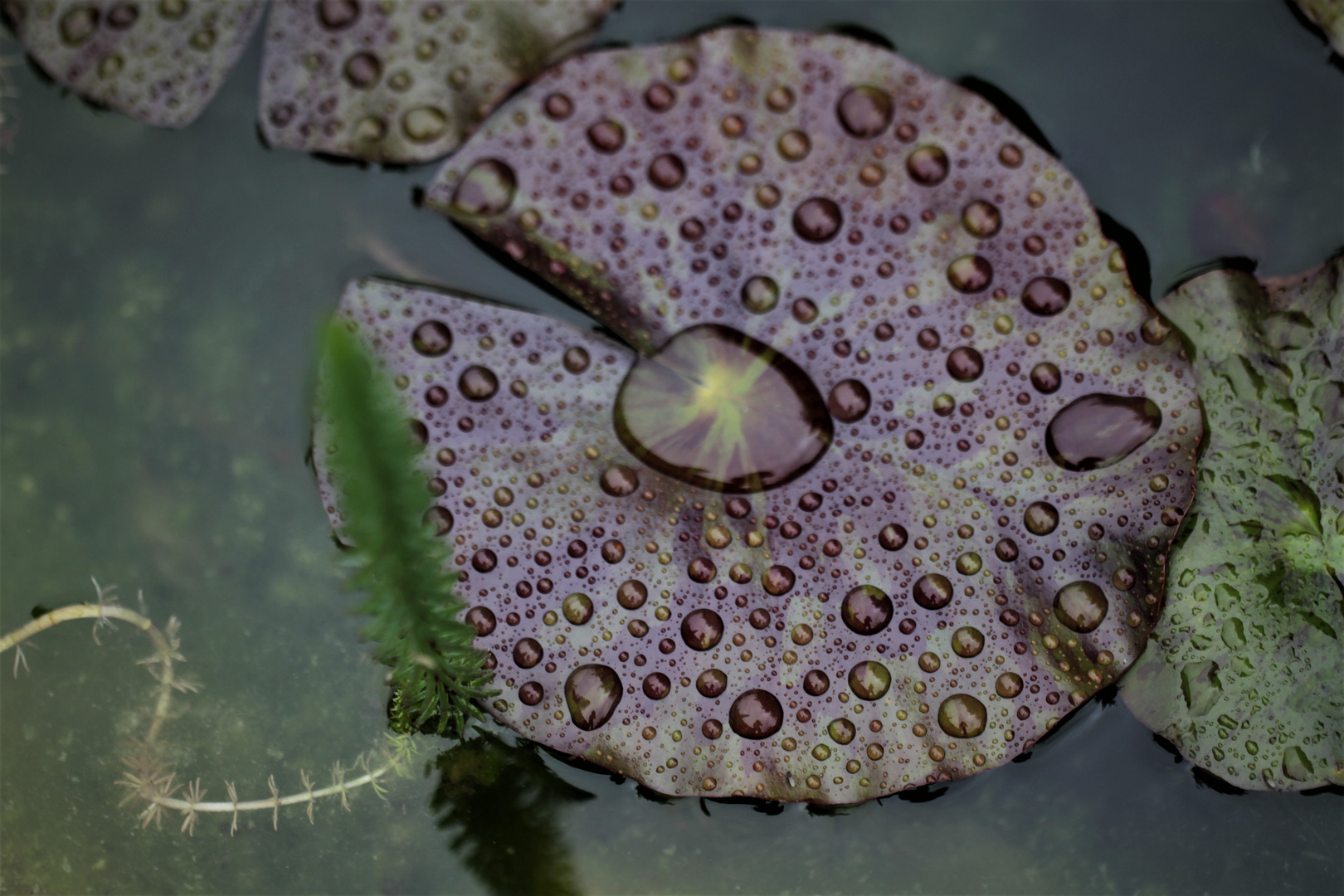 Seerosenblatt n Regen