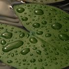 Seerosenblatt nach dem Regen