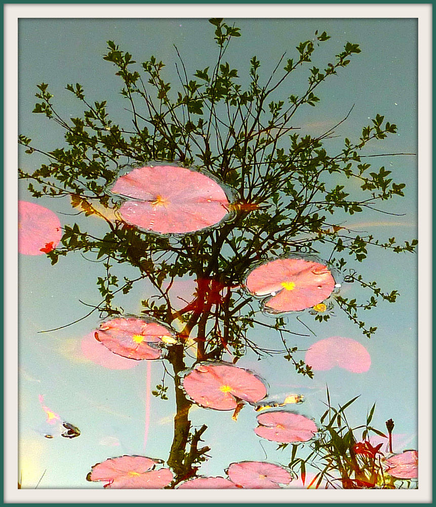 Seerosenblattbaum--Spiegelung