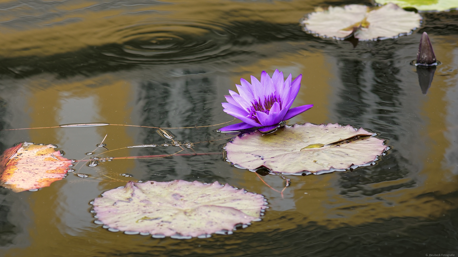 Seerosenblüte