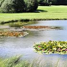 Seerosenblüte beginnt