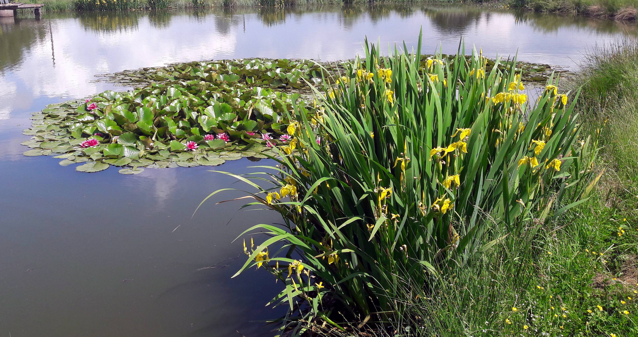 Seerosenblüte beginnt   (mit Video)